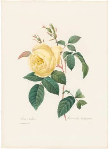 Redouté Choix 1835, Pl. 122, Hume's Blush Tea-Scented China Rose; yellow