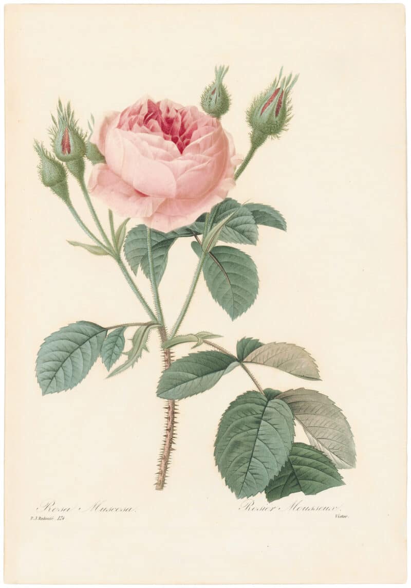 Redouté Choix 1835, Pl. 124, Old Moss Rose; pink