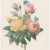 Redouté Choix 1835, Pl. 127, Bouquet of Chinese Rose, pink and yellow