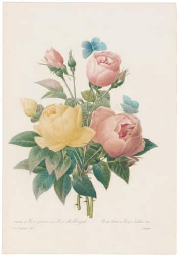 Choix des plus belles Fleurs - 1835 Edition - Antique Originals