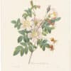 Redouté Choix 1835, Pl. 130, Hybrid Rose; pink