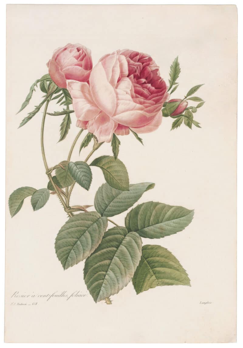 Redouté Choix 1835, Pl. 131, Centifolia Rose; pink