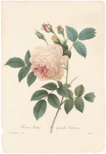 Redouté Choix 1835, Pl. 132, Blush Tea China Rose; pink