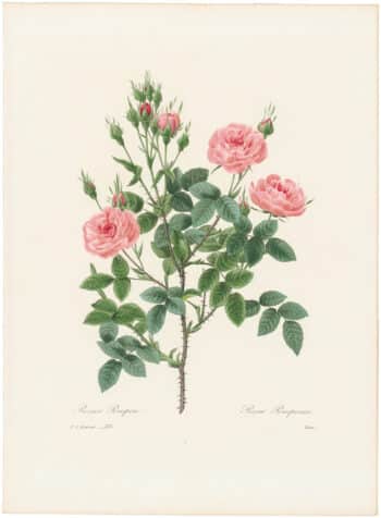 Redouté Choix 1835, Pl. 133, Dwarf Centifolia Rose; pink