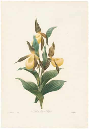 Redouté Choix 1835, Pl. 134, Lady's Slipper Orchid
