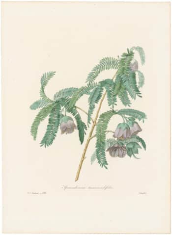 Redouté Choix 1835, Pl. 136, Cadia Purpurea Tree; pink