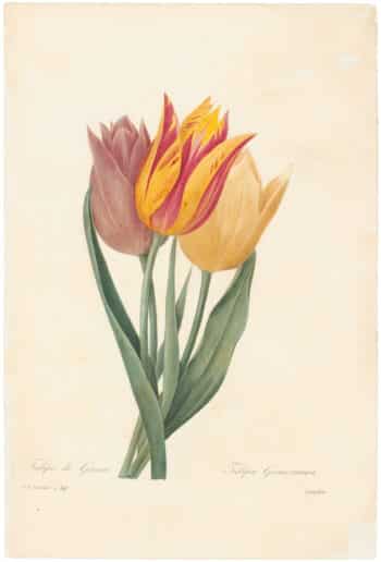 Redouté Choix 1835, Pl. 141, Three Tulips; pink, yellow and red/yellow