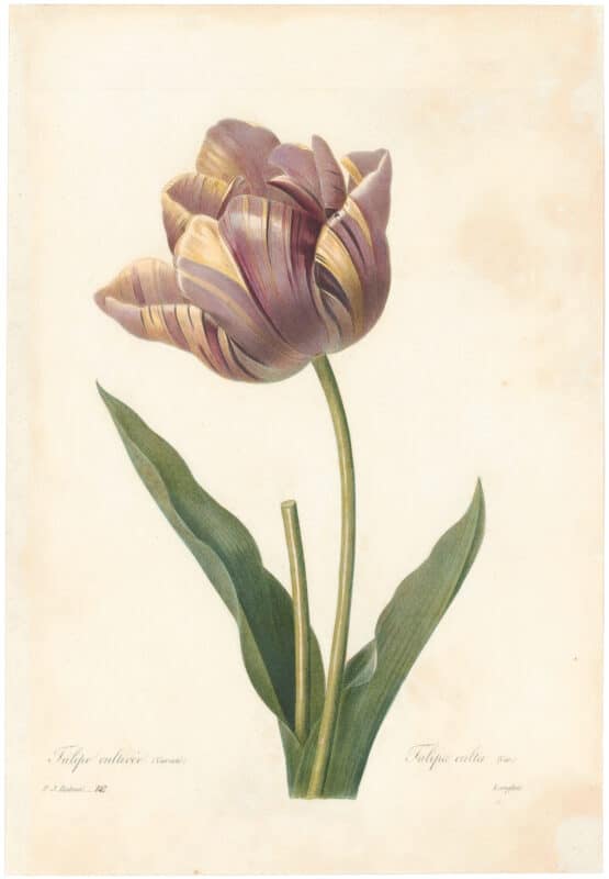 Redouté Choix 1835, Pl. 142, Tulip with pink and yellow streaks