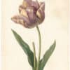 Redouté Choix 1835, Pl. 142, Tulip with pink and yellow streaks