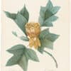 Redouté Choix 1835, Pl. 143, Tulip Tree