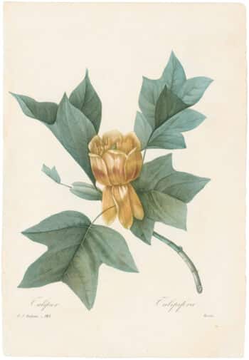 Redouté Choix 1835, Pl. 143, Tulip Tree