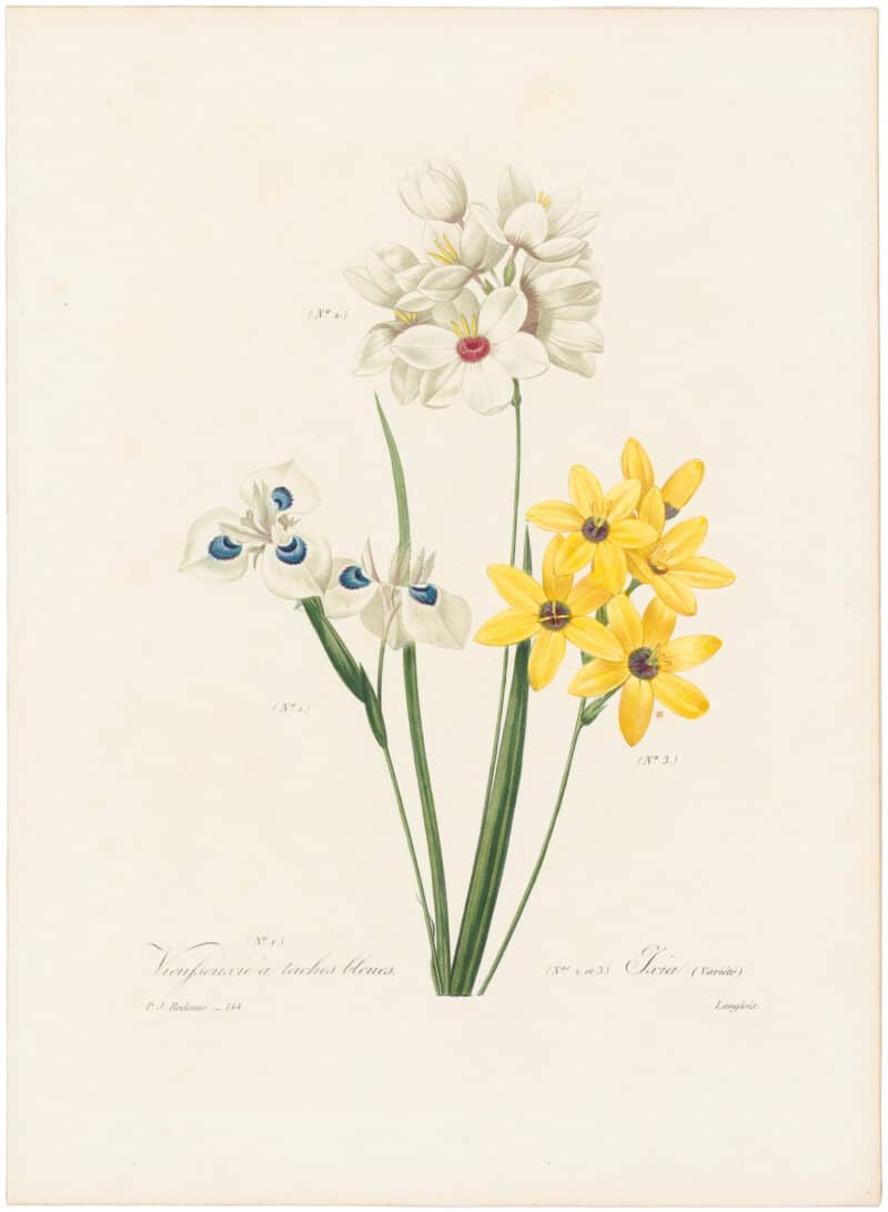 Redouté Choix 1835, Pl. 144, Peacock Moraeas; white, blue and yellow
