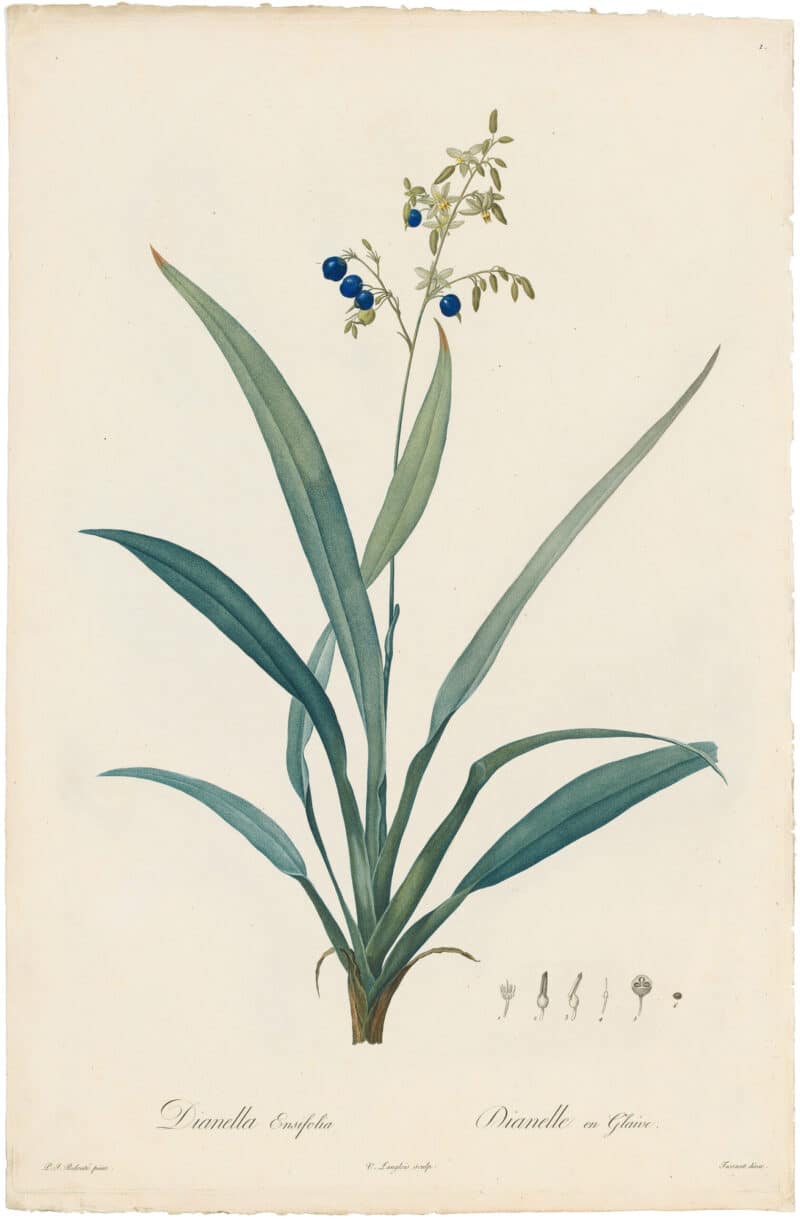 Redouté Lilies Pl. 1, Flax Lily
