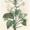 Redouté Lilies Pl. 3, Plantain Lily