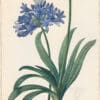 Redouté Lilies Pl. 4, Blue Lily of the Nile