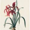 Redouté Lilies Pl. 5, Jacobean Amaryllis
