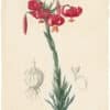 Redouté Lilies Pl. 7, Red Lily