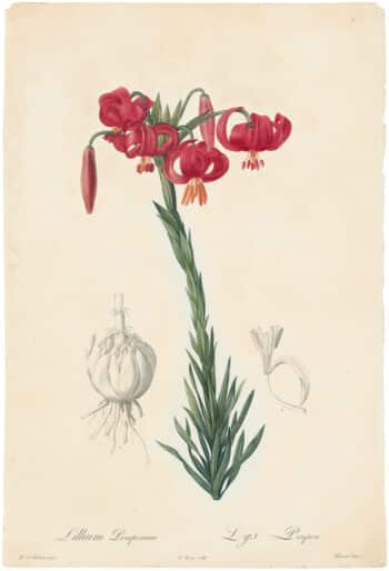 Redouté Lilies Pl. 7, Red Lily