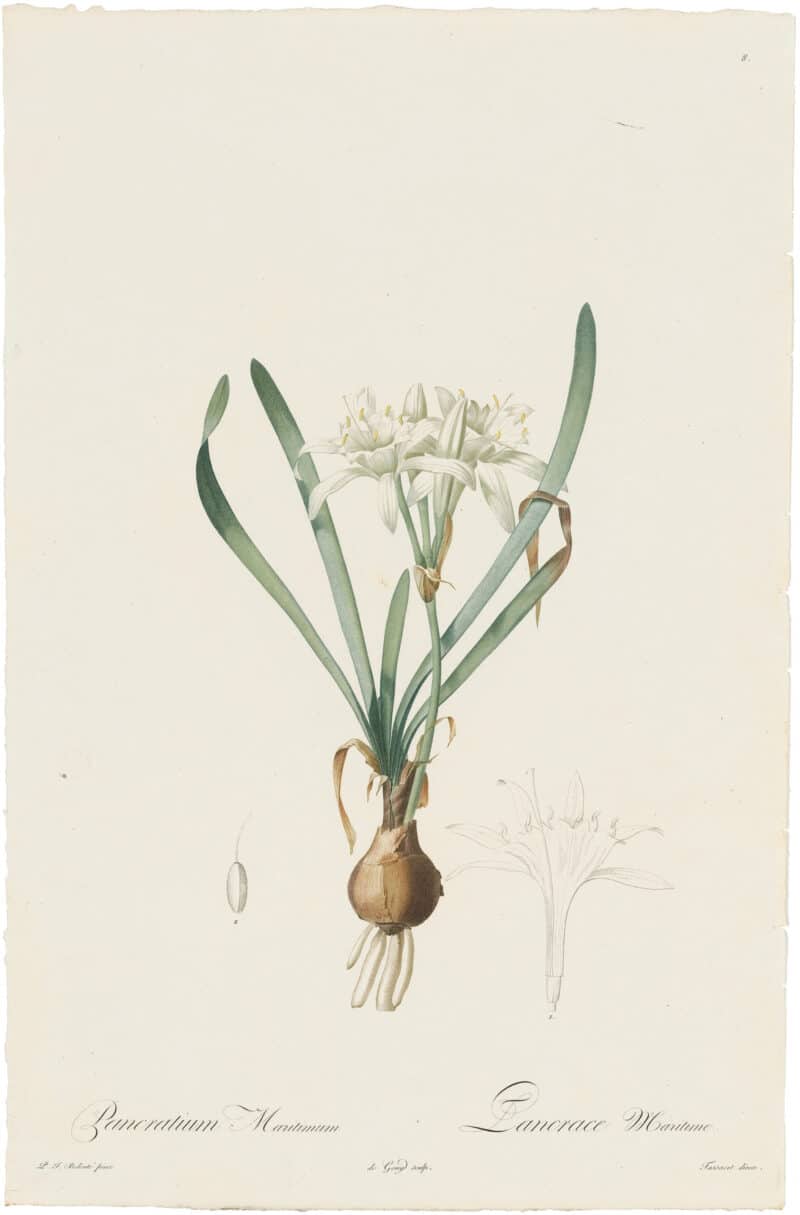 Redouté Lilies Pl. 8, Maritime Pancreatum