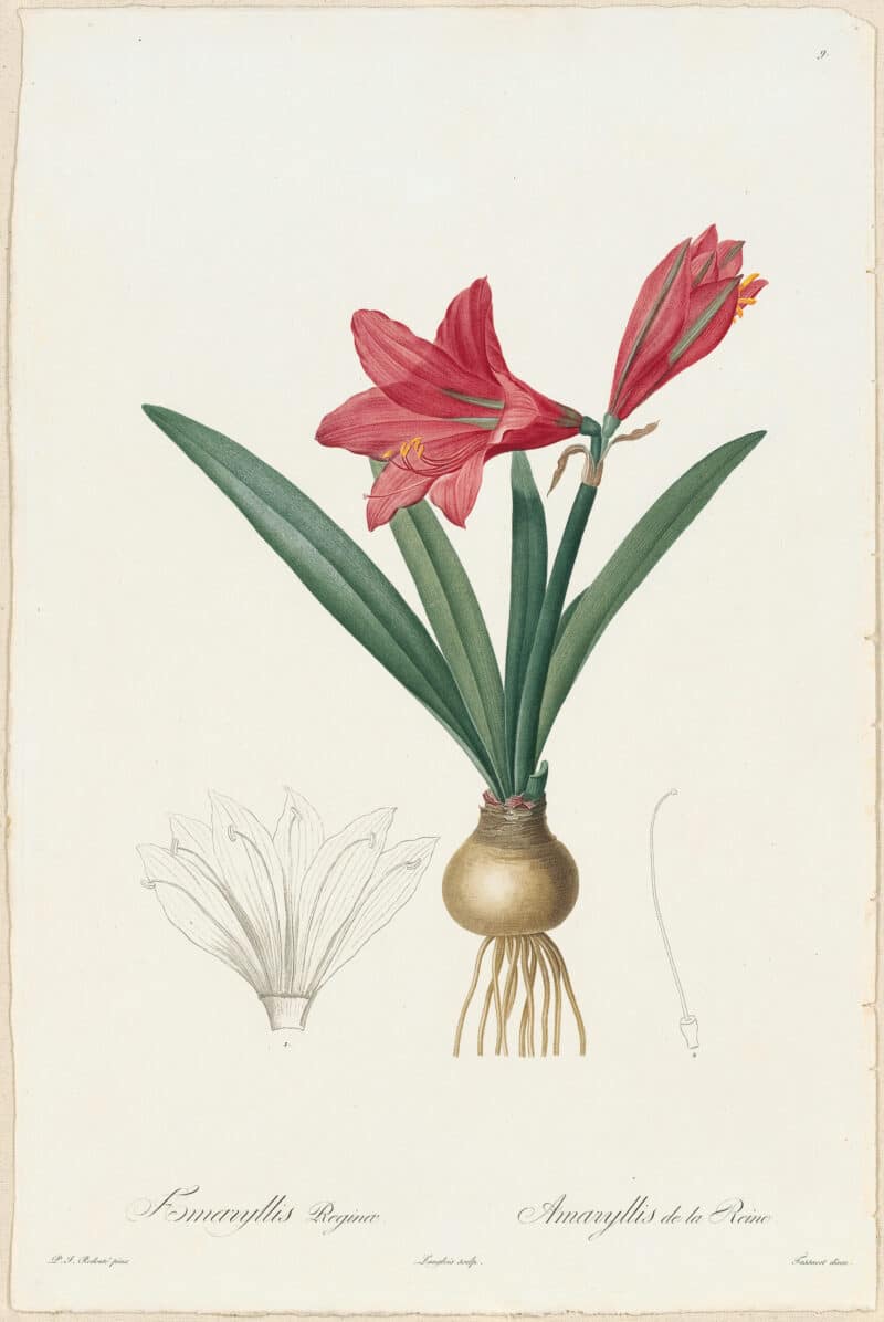 Redouté Lilies Pl. 9, Red Amaryllis