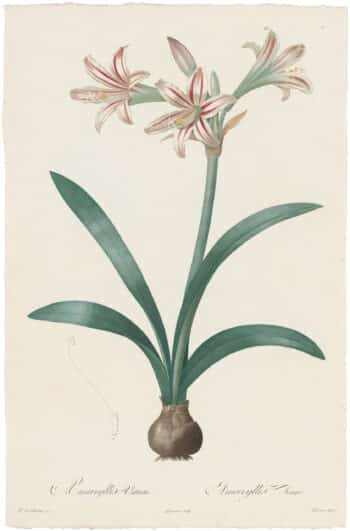 Redouté Lilies Pl. 10, Pink and White Amaryllis