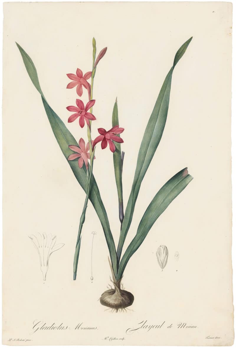 Redouté Lilies Pl. 11, Red Gladiolus