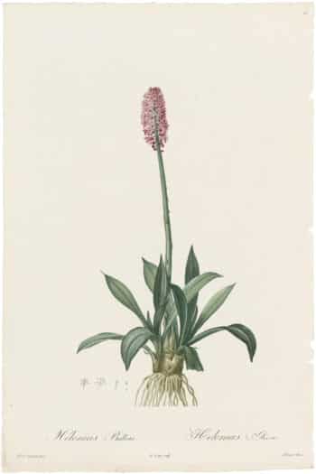 Redouté Lilies Pl. 13, Swamp Pink