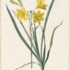 Redouté Lilies Pl. 15, Yellow Day Lily