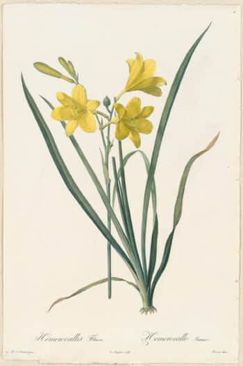 Redouté Lilies Pl. 15, Yellow Day Lily