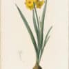 Redouté Lilies Pl. 17, Yellow Multi-flowered Narcissus