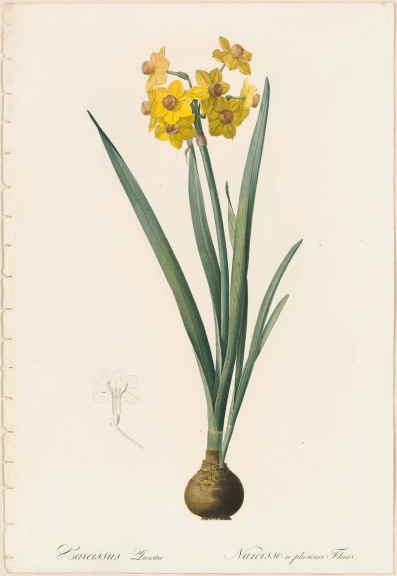 Redouté Lilies Pl. 17, Yellow Multi-flowered Narcissus