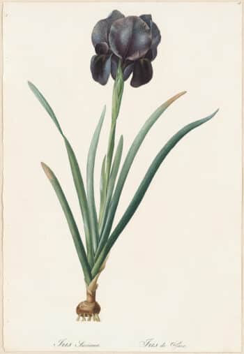 Redouté Lilies Pl. 18, Mourning Iris