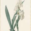 Redouté Lilies Pl. 23, Florentine Iris