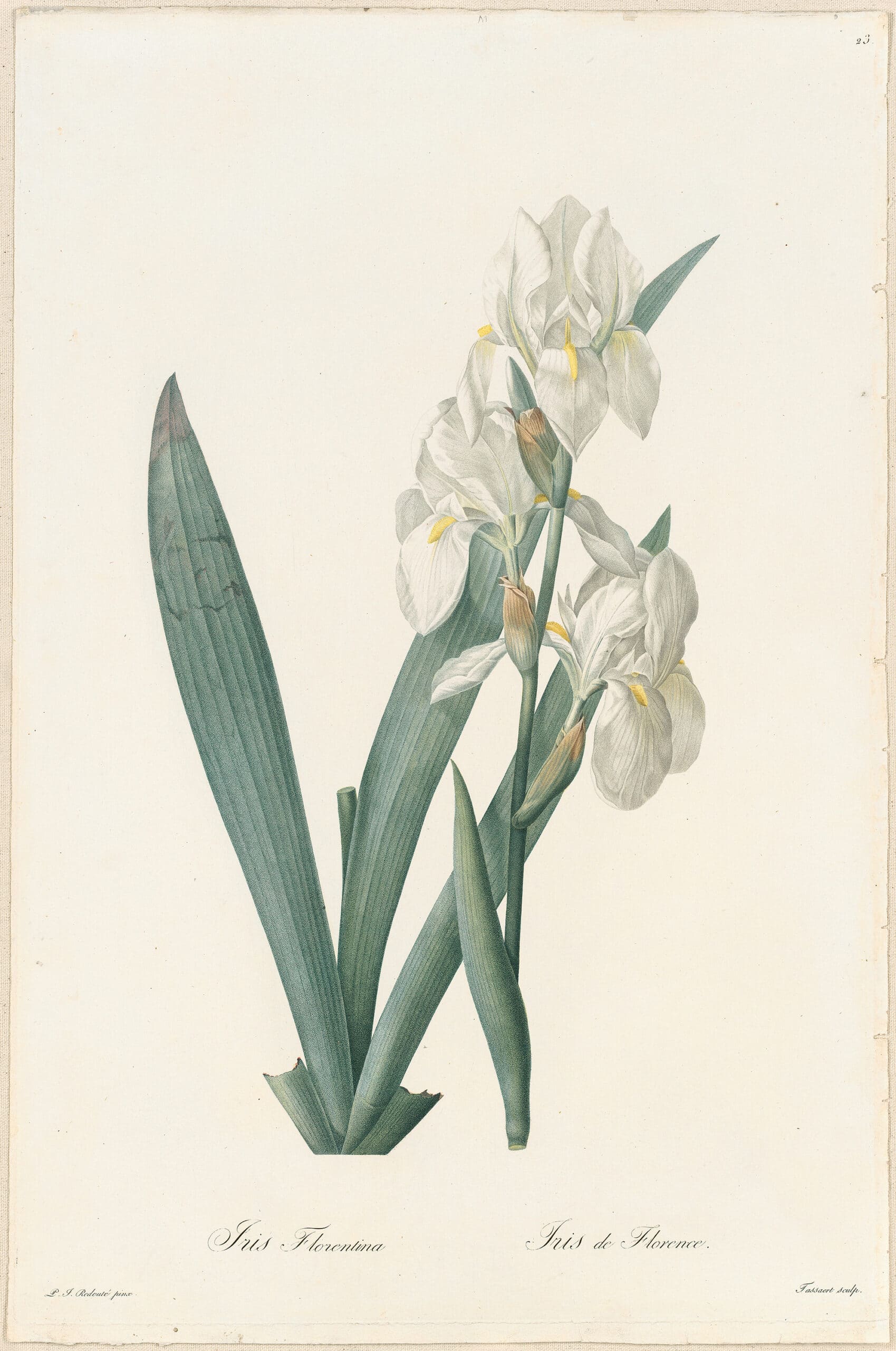 Redouté Lilies Pl. 23, Florentine Iris | Les liliacées - Antique Originals