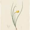 Redouté Lilies Pl. 24, Yellow Narcissus