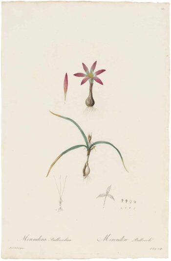 Redouté Lilies Pl. 25, Crocus