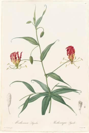 Redouté Lilies Pl. 26, Gloriosa Lily
