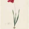 Redouté Lilies Pl. 30, Red Ixia