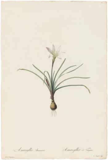 Redouté Lilies Pl. 31, White Amaryllis