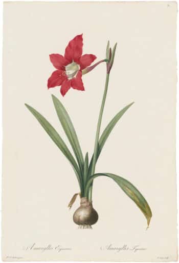 Redouté Lilies Pl. 32, Red Equestrian Amaryllis