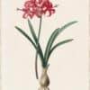Redouté Lilies Pl. 33, Amaryllis