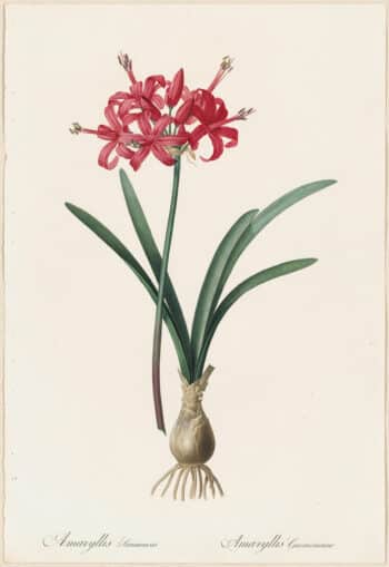Redouté Lilies Pl. 33, Amaryllis