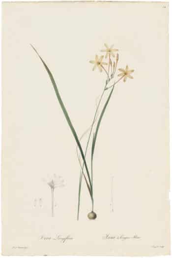Redouté Lilies Pl. 34, Long-flowered Ixia