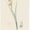 Redouté Lilies Pl. 35, Triste Gladiolus