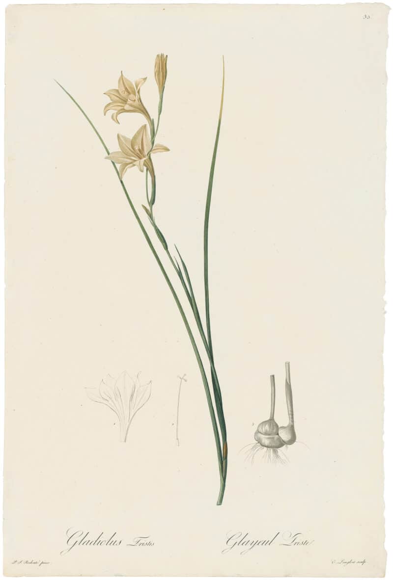 Redouté Lilies Pl. 35, Triste Gladiolus