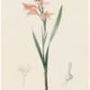 Redouté Lilies Pl. 36, Pointed Gladiolus