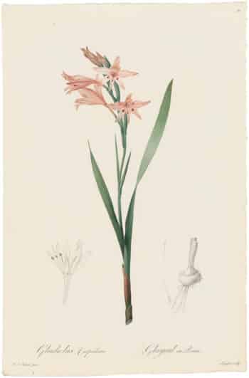 Redouté Lilies Pl. 36, Pointed Gladiolus