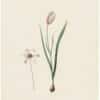 Redouté Lilies Pl. 37, White and Pink Tulip