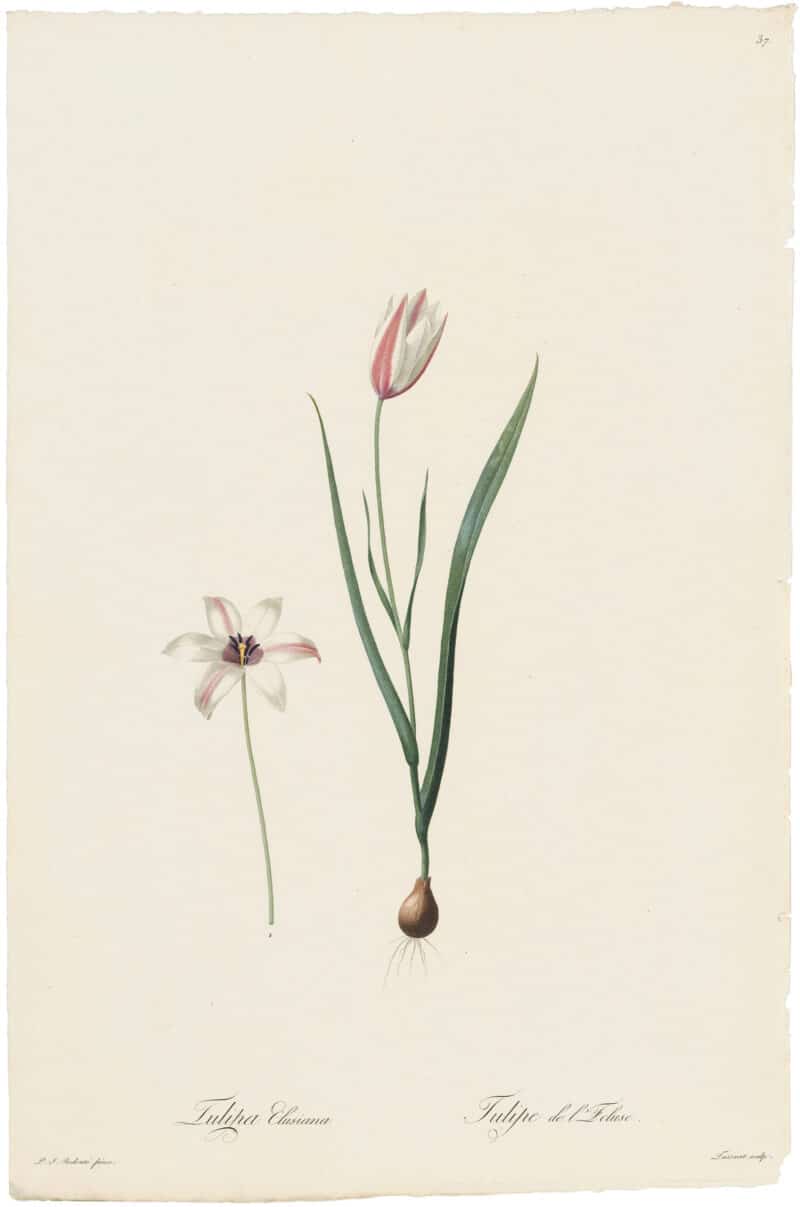 Redouté Lilies Pl. 37, White and Pink Tulip