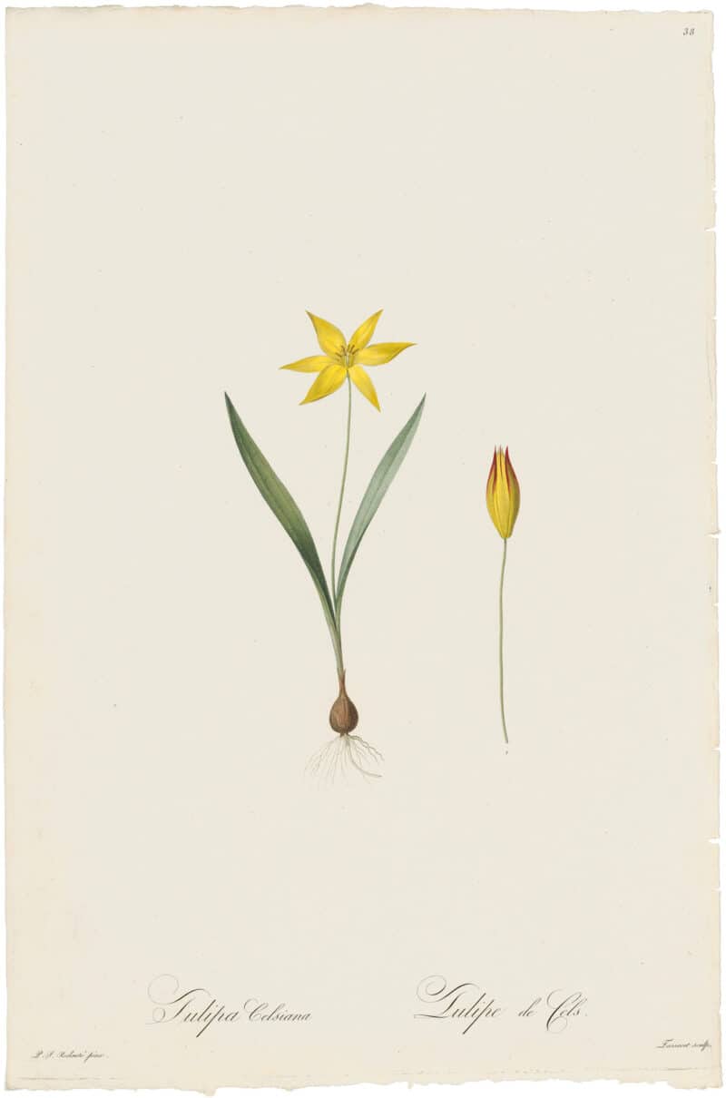 Redouté Lilies Pl. 38, Yellow Tulip